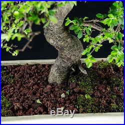 Chinese Elm Kifu Bonsai Tree Ulmus parvifolia # 8979_1