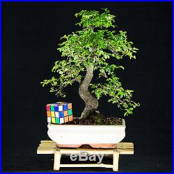 Chinese Elm Kifu Bonsai Tree Ulmus parvifolia # 8979_1
