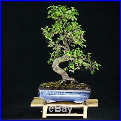 Chinese Elm Kifu Bonsai Tree Ulmus parvifolia # 8995_1