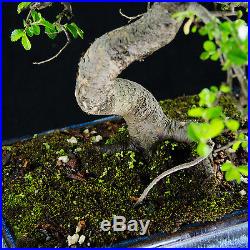Chinese Elm Kifu Bonsai Tree Ulmus parvifolia # 8995_1