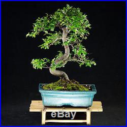 Chinese Elm Kifu Bonsai Tree Ulmus parvifolia # 9063_1
