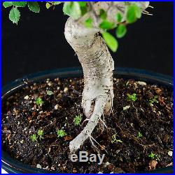 Chinese Elm Kifu Bonsai Tree Ulmus parvifolia # 9076_1