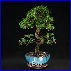Chinese Elm Kifu Bonsai Tree Ulmus parvifolia # 9098_1