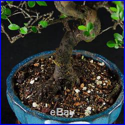 Chinese Elm Kifu Bonsai Tree Ulmus parvifolia # 9098_1