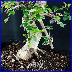 Chinese Elm Kifu Bonsai Tree Ulmus parvifolia # 9968_1