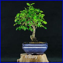 Chinese Elm Mame Shohin Bonsai Tree Ulmus parvifolia # 0744