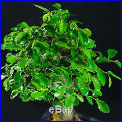 Chinese Elm Mame Shohin Bonsai Tree Ulmus parvifolia # 0744