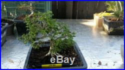 Chinese Elm Pre bonsai