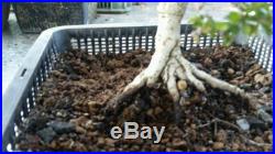 Chinese Elm Pre bonsai