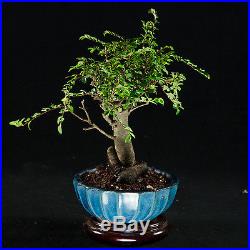 Chinese Elm Shohin Bonsai Tree Ulmus parvifolia # 9418_1