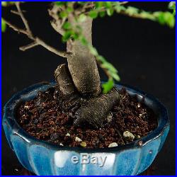Chinese Elm Shohin Bonsai Tree Ulmus parvifolia # 9418_1