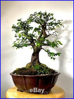 Chinese Elm Specimen Bonsai Tree In Yixing Zisha Unglazed Show Quality Pot