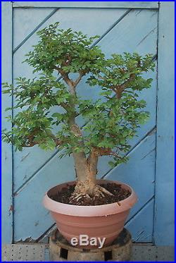 Chinese Elm Tree Bonsai E420, 20'H