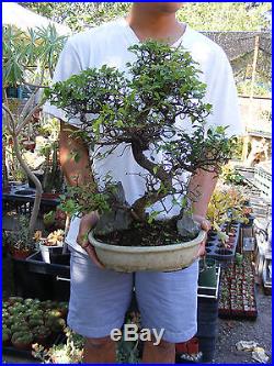 Chinese Elm With Stone Bonsai Trunk 1 inch diameter