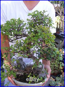 Chinese Elm With Stone Bonsai Trunk 1 inch diameter