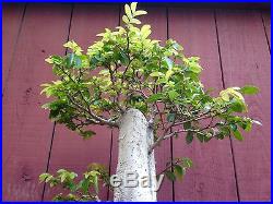 Chinese Elm bonsai specimen