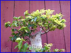 Chinese Elm bonsai specimen