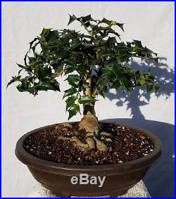 Chinese Holly Bonsai Tree
