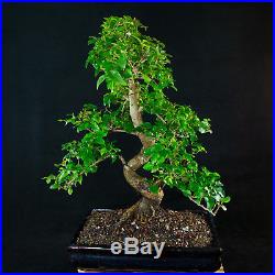 Chinese Privet Chuhin Bonsai Tree Ligustrum Sinense # 5720