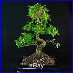 Chinese Privet Chuhin Bonsai Tree Ligustrum Sinense # 5724