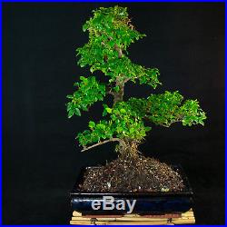 Chinese Privet Chuhin Bonsai Tree Ligustrum Sinense # 5724