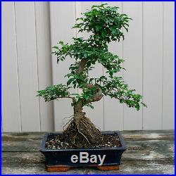 Chinese Privet Chuhin Bonsai Tree Ligustrum Sinense # 6617
