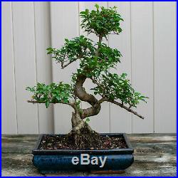 Chinese Privet Chuhin Bonsai Tree Ligustrum Sinense # 6620