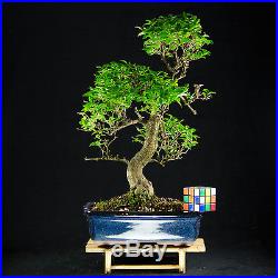 Chinese Privet Chuhin Bonsai Tree Ligustrum Sinense # 8647_1