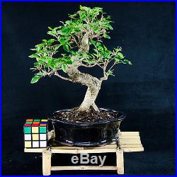 Chinese Privet Shohin Bonsai Tree Ligustrum Sinense # 9950_1