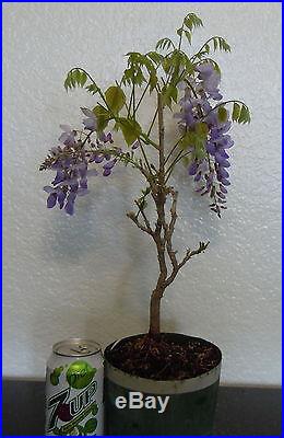 Chinese Purple Wisteria for blooming shohin bonsai tree multiple listing save