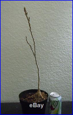 Chinese Purple Wisteria for blooming shohin bonsai tree multiple listing save