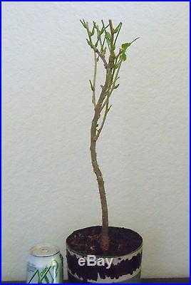 Chinese Purple Wisteria for blooming shohin mame bonsai tree multiple listing