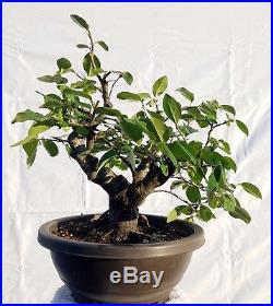 Chinese Quince Bonsai Tree