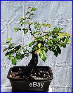 Chinese Quince Bonsai Tree