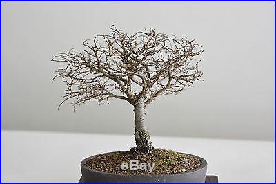 Chinese elm broom bonsai shohin no reserve