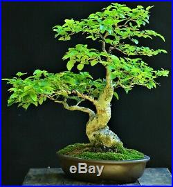 Chinese privet (Lingustrum sinense) Bonsai Small size