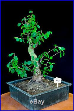 Chinese quince flowering, fruiting specimen bonsai #108
