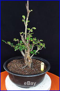 Chinese quince flowering, fruiting specimen bonsai #43