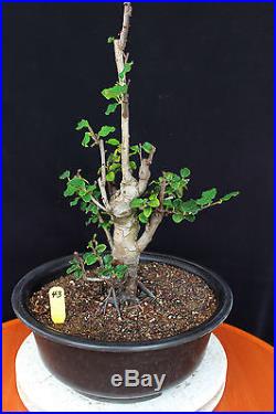 Chinese quince flowering, fruiting specimen bonsai #43