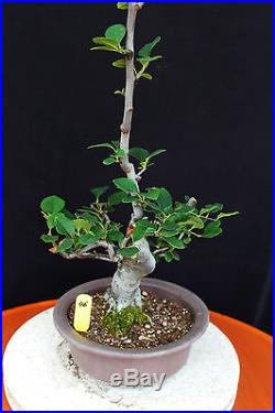 Chinese quince flowering, fruiting specimen bonsai #46