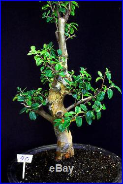 Chinese quince flowering, fruiting specimen bonsai #70