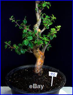 Chinese quince flowering, fruiting specimen bonsai #70