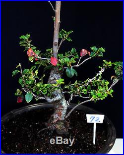 Chinese quince flowering, fruiting specimen bonsai #72