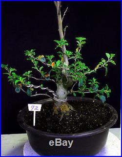 Chinese quince flowering, fruiting specimen bonsai #72