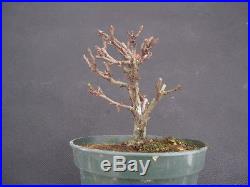 Chojubai Dwarf Japanese Quince Bonsai with Flower Buds PENNY START & NO RESERVE