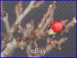 Chojubai Dwarf Japanese Quince Bonsai with Flower Buds PENNY START & NO RESERVE