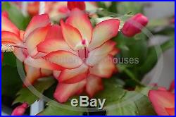 Christmas Cactus SAMBA BRAZIL large blooming size 4 plant in bud now