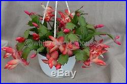 Christmas Cactus SAMBA BRAZIL large blooming size 4 plant in bud now