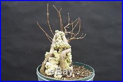 Chuhin Trident Maple Root-Over-Rock Bonsai