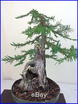 Coastal Redwood Specimen Bonsai Tree HUGE 4 TRUNK! Compare to pine or maple